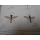 Histoire Naturelle des Insectes. Atlas