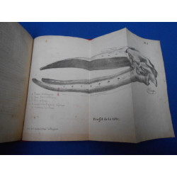 Mémoire descriptif et Ostéographie de la Baleine échouée sur les...